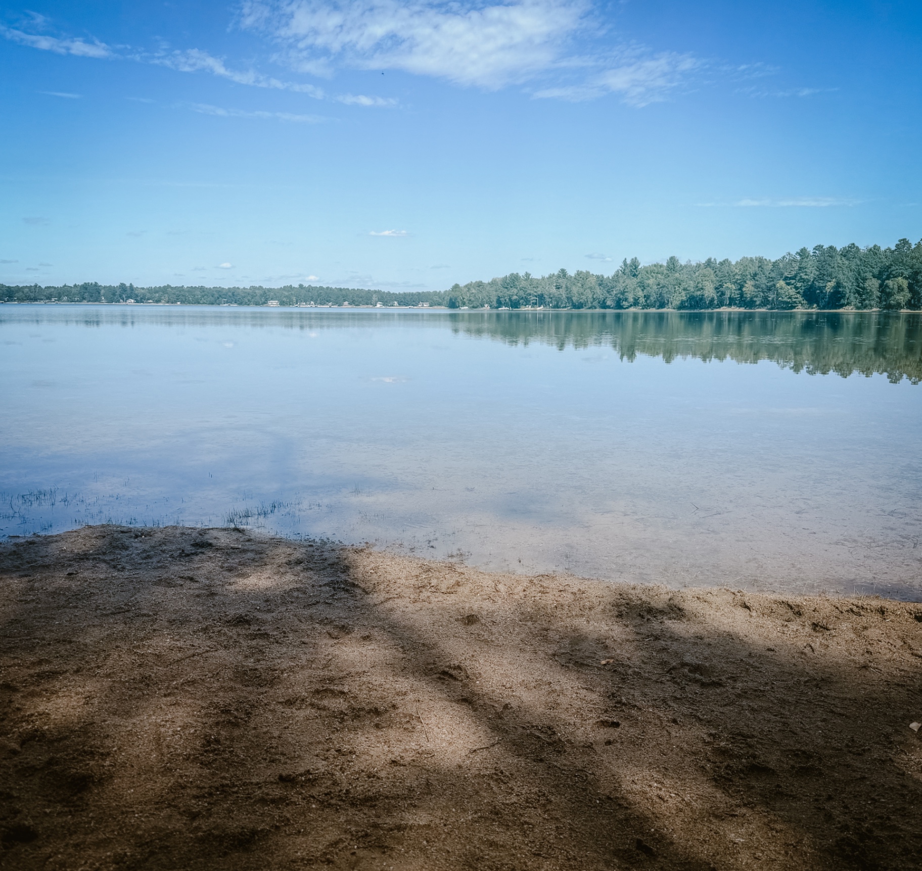 The pine-lined shoreline on Little Pelican Lake